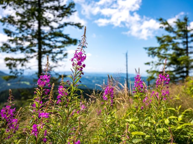 Wildblumen
.
.
.
#blumem #flowers #ausflug #trip #sonne #himmel #sky #bunt #leica #leicasl2s #sun #schwarzwald #schwarzwaldfotografie #leicaphotography #leicafotografie