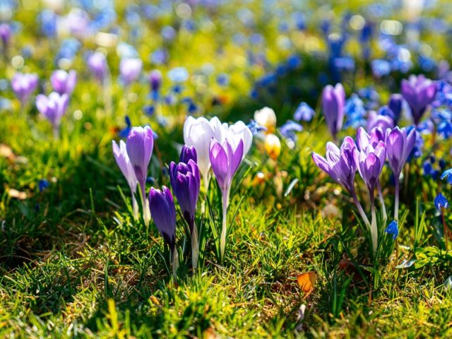 Korkusse
.
.
.
Krokusse sind wieder da, die ersten Anzeichen für den kommenden Frühling. Wir können es kaum abwarten wieder unterwegs zu sein, nacjh dem Motto "3onTour"
#korkus #krokusse #3ontour #ausflug #frühling #unterwegs #freiheit #nomask #sonne #sonya7iv #a7ⅳ